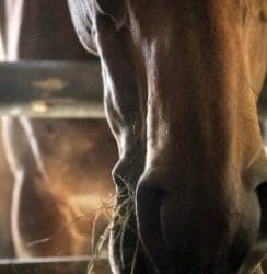 What is haylage and when should you feed it to your horse?