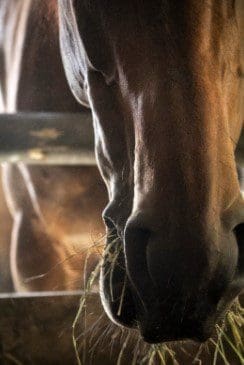 What is haylage and when should you feed it to your horse?