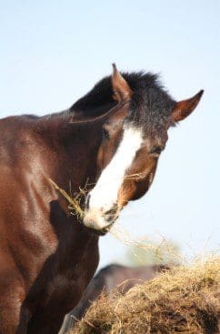 Soaking or steaming hay – which is best for my horse?