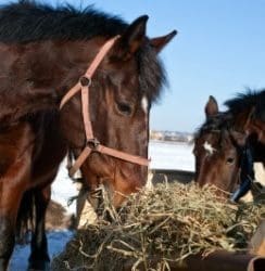 Is your horse eating his hay too fast? 11 ways make your horse’s hay last longer