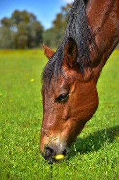 11 tips for getting your horse ready for spring